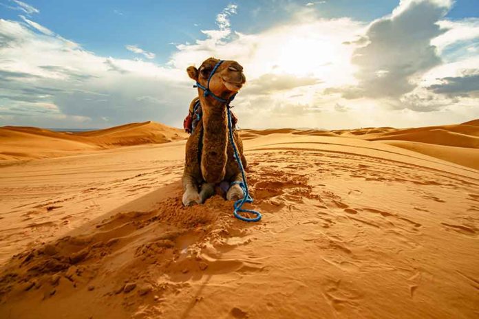 Camels Disqualified From Beauty Contest for Botox Use Camels Disqualified From Beauty Contest for Botox Use