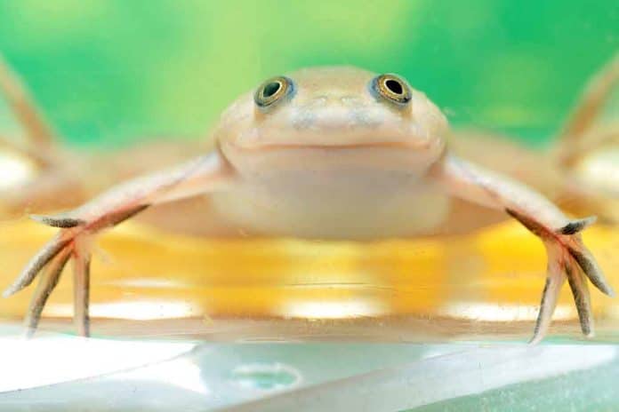 Experimental Limb Regrowth in Frogs Signals Possibility for Humans