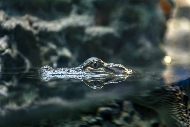 Alligator Eye
